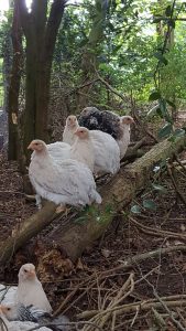 kippen op stok in het bosverblijf